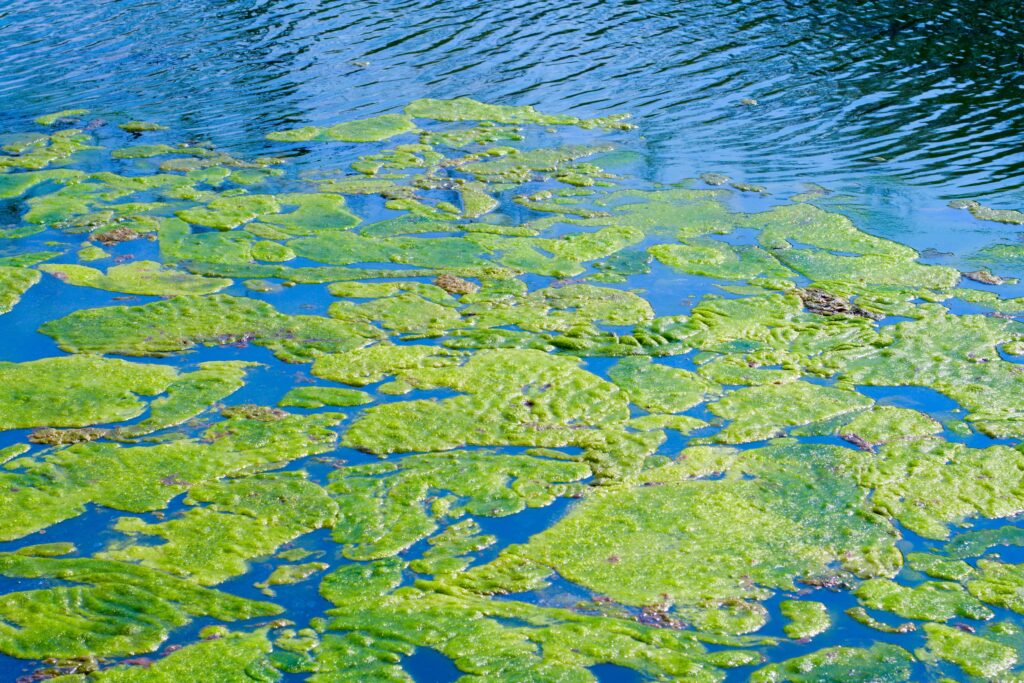 One crucial consideration of water safety is bacteria and water quality.